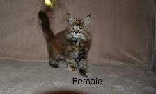 Polydactyl Maine Coon Kittens - Photo 5