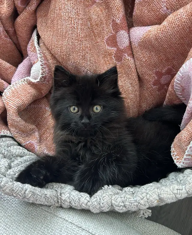 kitten for sale