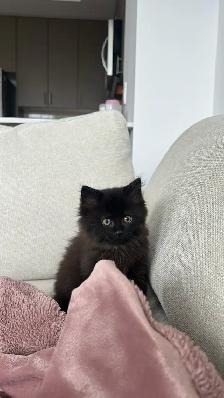 kitten for sale - Photo 2