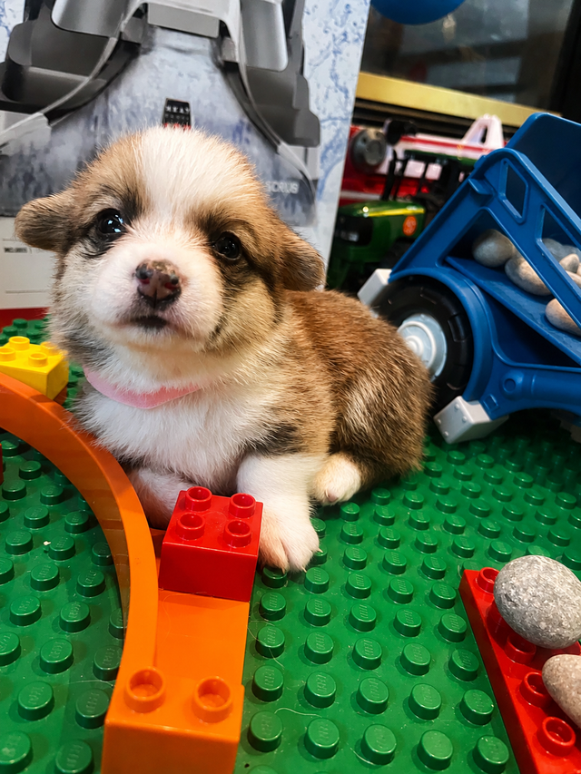 Corgi Puppies