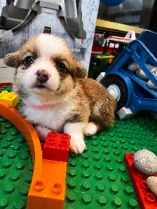 Corgi Puppies