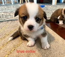 Corgi Puppies - Photo 2