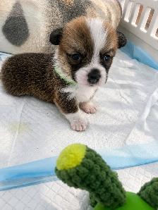 Corgi Puppies - Photo 3