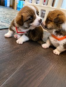 Corgi Puppies - Photo 4