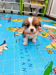 Corgi Puppies - Photo 5