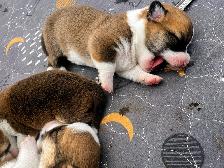Corgi Puppies - Photo 6
