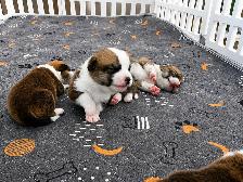 Corgi Puppies - Photo 7