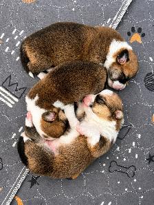 Corgi Puppies - Photo 8