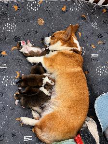 Corgi Puppies - Photo 9