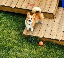 Corgi Puppies - Photo 10