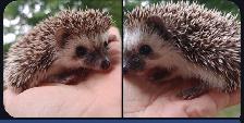 ❤️Cinnamon snowflake baby hedgehogs! Text to reply!