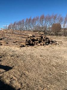 Dry Firewood/ Free Delivery - Photo 3