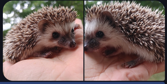 ❤️Cinnamon snowflake baby hedgehogs! Text to reply!