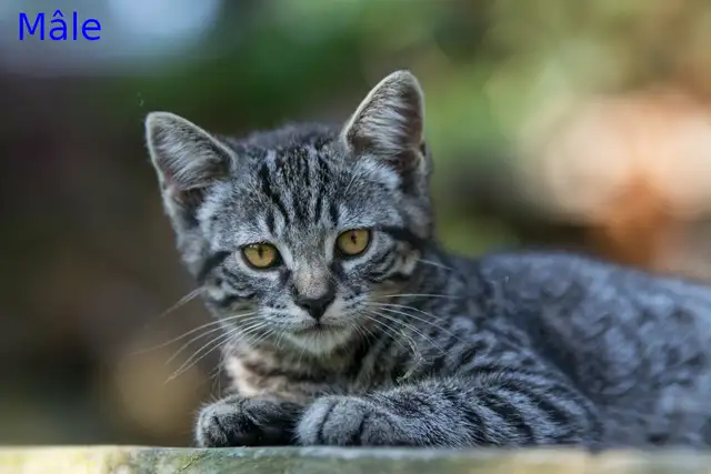Chatons de ferme/ Barn kittens