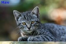 Chatons de ferme/ Barn kittens