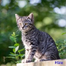 Chatons de ferme/ Barn kittens - Photo 2