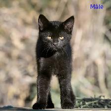 Chatons de ferme/ Barn kittens - Photo 3