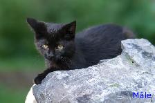 Chatons de ferme/ Barn kittens - Photo 4