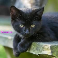 Chatons de ferme/ Barn kittens - Photo 5