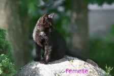 Chatons de ferme/ Barn kittens - Photo 6