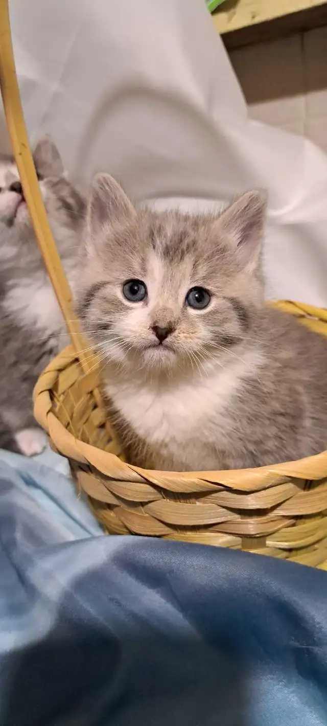 Tabby Kittens
