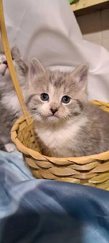 Tabby Kittens