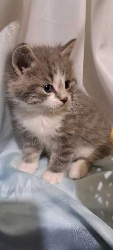 Tabby Kittens - Photo 2