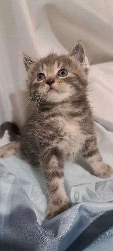 Tabby Kittens - Photo 3