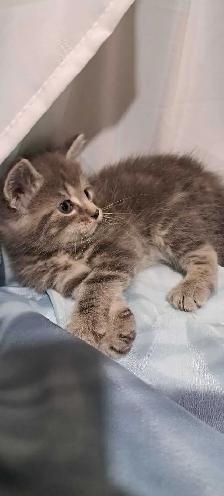 Tabby Kittens - Photo 4