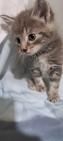 Tabby Kittens - Photo 5