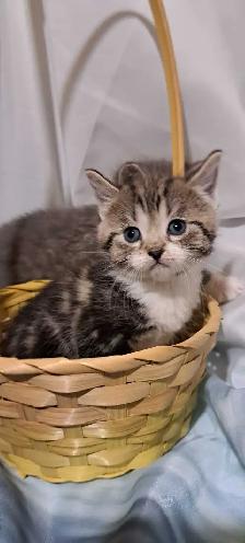 Tabby Kittens - Photo 6