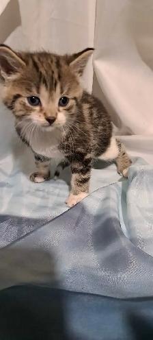 Tabby Kittens - Photo 7