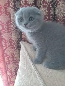 Scottish Fold and Scottish Straight kittens CCA/AFC registered - Photo 2