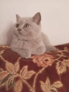 Scottish Fold and Scottish Straight kittens CCA/AFC registered - Photo 8