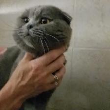 Scottish Fold and Scottish Straight kittens CCA/AFC registered - Photo 10