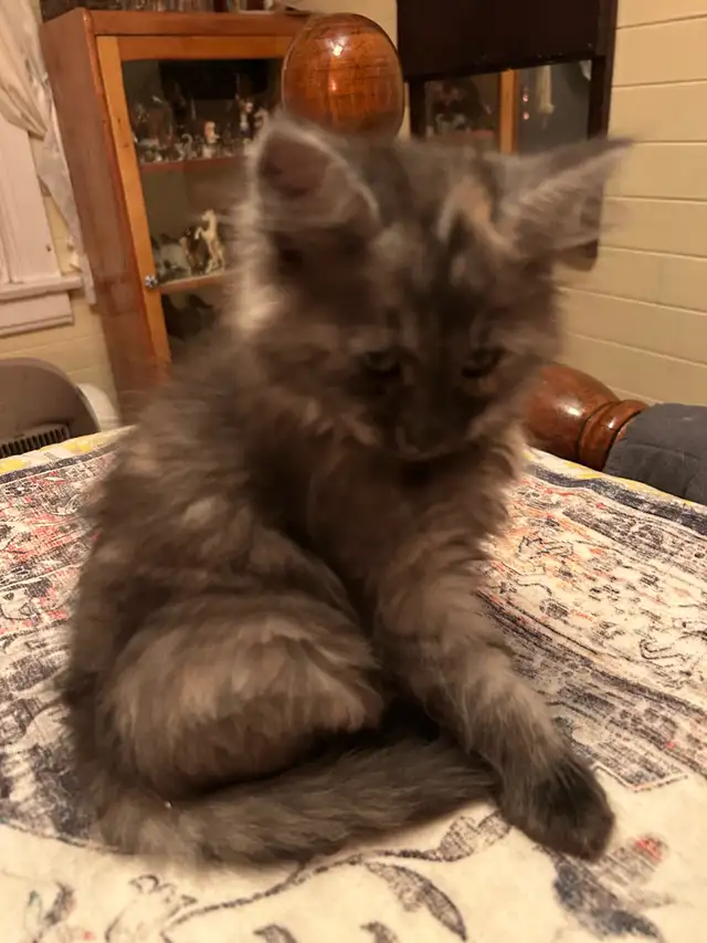 Fluffy kitten