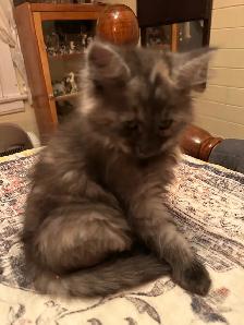 Fluffy kitten