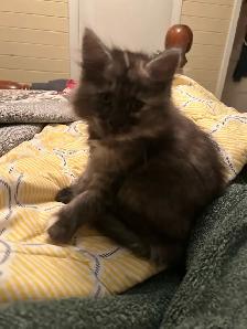 Fluffy kitten - Photo 2