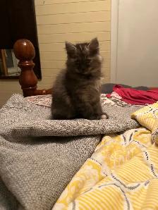 Fluffy kitten - Photo 3