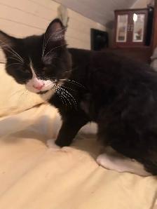 Fluffy kitten - Photo 4