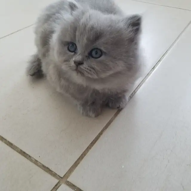 Scottish Straight Blue Longhair kittens registered in CCA/AFC