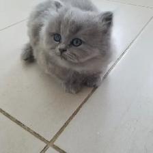 Scottish Straight Blue Longhair kittens registered in CCA/AFC