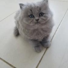 Scottish Straight Blue Longhair kittens registered in CCA/AFC - Photo 2