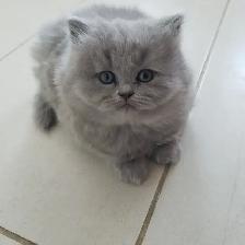 Scottish Straight Blue Longhair kittens registered in CCA/AFC - Photo 3