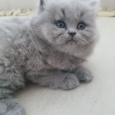 Scottish Straight Blue Longhair kittens registered in CCA/AFC - Photo 6