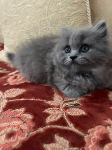 Scottish Straight Blue Longhair kittens registered in CCA/AFC - Photo 7