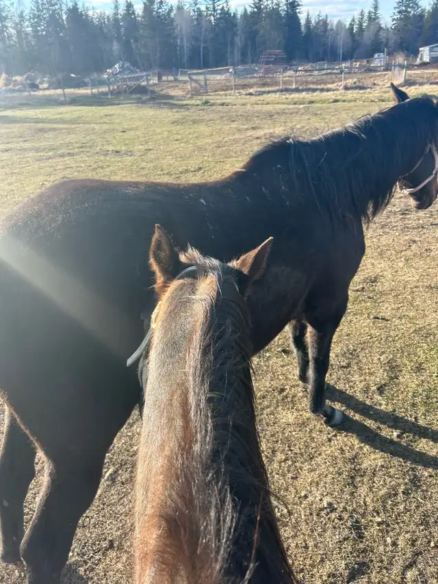 looking for gelding