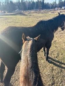 looking for gelding