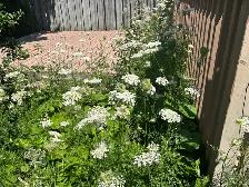 SAY GOODBYE TO WEEDS! - Photo 2