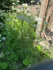 SAY GOODBYE TO WEEDS! - Photo 3